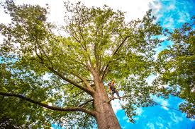 Mulching Services in Brookhaven, PA