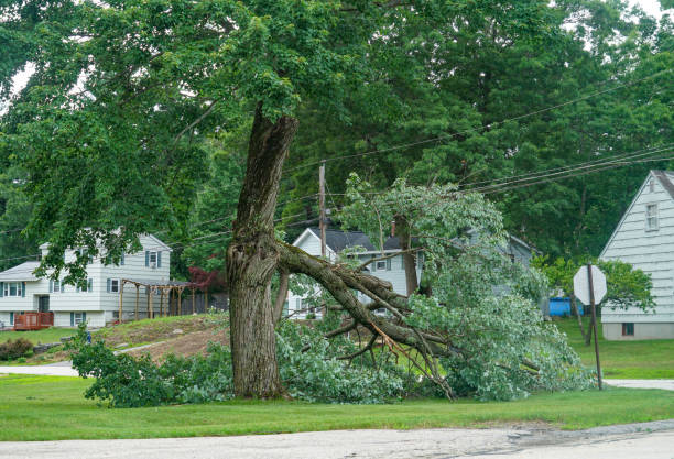 Brookhaven, PA Tree Services Company